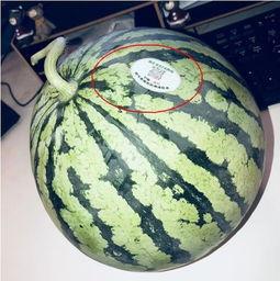 西藏网红的吃瓜,揭秘幕后故事与网络热度